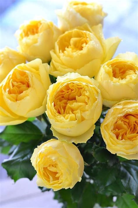 Natalca Beautiful Rose Flowers Amazing Flowers Pretty Flowers