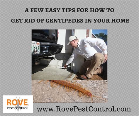 A few easy tips for how to get rid of centipedes in your home - Rove ...