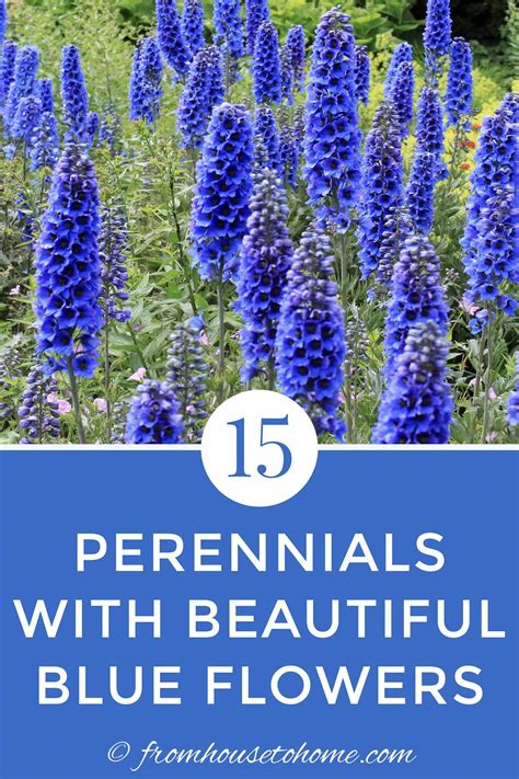 Blue Perennials - G4rden Plant