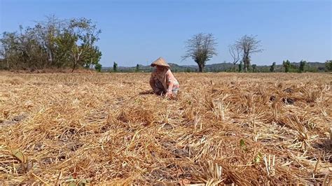 Bencana Kekeringan Melanda Desa Di Daerah Jateng