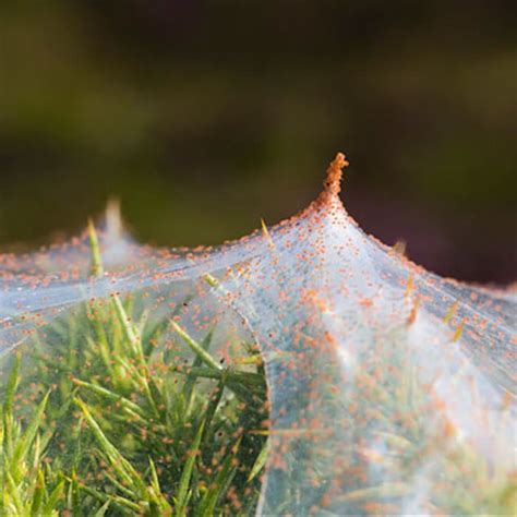 Effective Ways to Eliminate Spider Mites on Plants for Healthy Growth