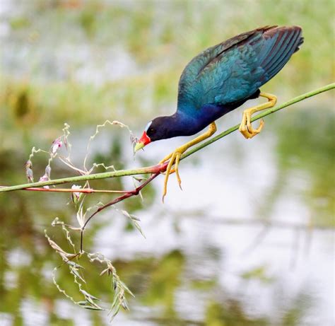 A Purple Gallinule's Journey - Green Chimneys