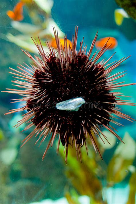 Sea Urchin Stock Photo Image Of Urchin Ocean Coral 24176552