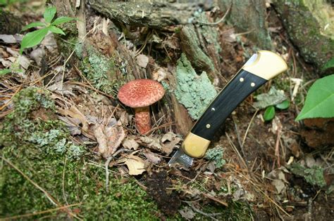 Fungi Friday A Swamp Full Of Suilus