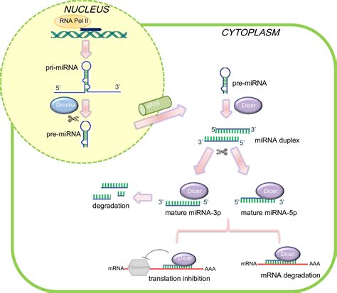 Micrornas And Congenital Heart Disease Where Are We Now Revista