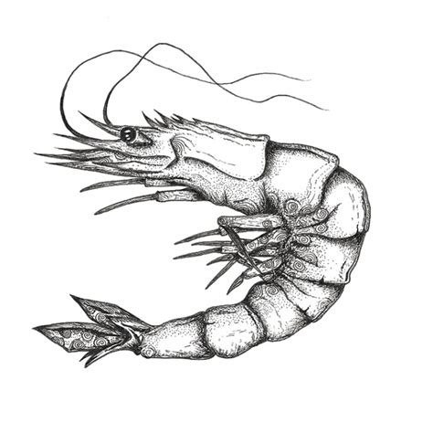 Prawn Pen Sketch A Detailed Prawn Illustration Sea Life Art