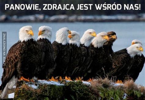 Panowie Zdrajca Jest W R D Nas Jeja Pl