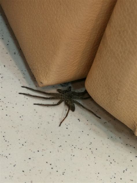 Need help to ID this spider, mom is kinda freaked out at work place as