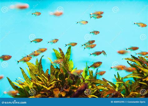 Translucent tropical fish stock image. Image of freshwater - 40893295