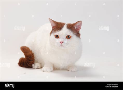 British Shorthair Cat Tomcat Cinnamon White Van Stock Photo Alamy