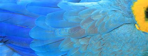 Macaw feathers background stock photo. Image of feathers - 93413084