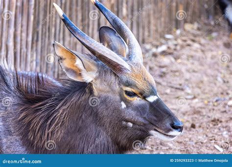 Nyala Tragelaphus Angasii African Spiral Horned Antelope Stock Image