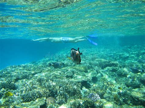 Coral reef in the Red sea stock image. Image of underwater - 10965327