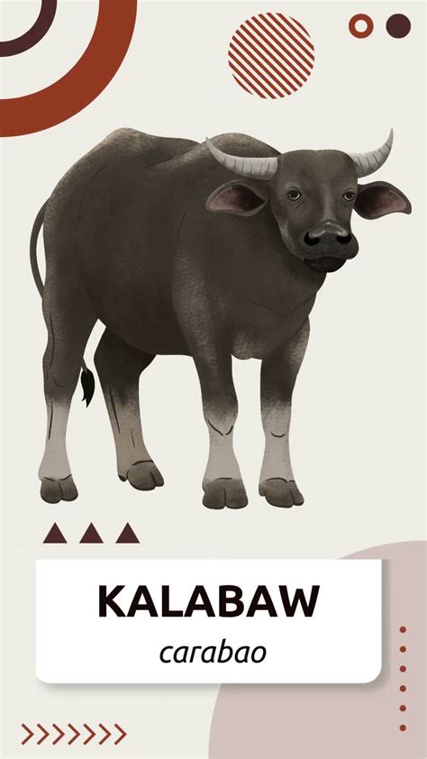 Kalabaw Carabao Water Buffalo Filipino Tagalog Vocabulary Words