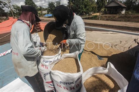 PENYELESAIAN PROGRAM LUMBUNG PANGAN NASIONAL DI KALTENG ANTARA Foto