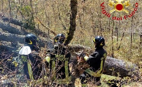 60enne Muore Travolto Da Un Tronco D Albero