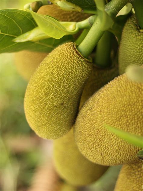 Amazing Health Benefits Of Jackfruit