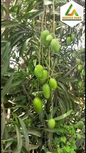 Sindhu Mango Grafted Plant For Farming And Gardning At Rs Plant