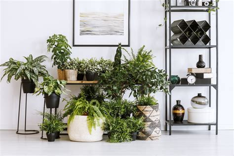 Estas Son Las Mejores Plantas Para Purificar El Aire De Tu Casa