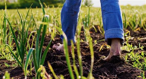 Come Calcolare Il Reale Valore Di Un Terreno Agricolo Boschivo O