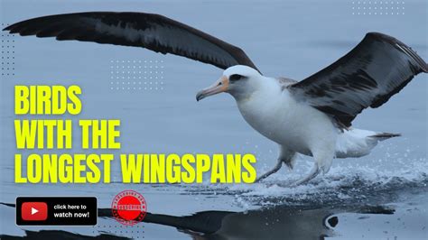 Birds With The Longest Wingspans Marvels Of Flight YouTube