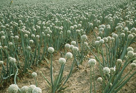 Onion Crops