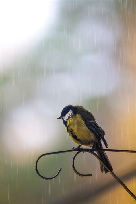 Birds In Rain Wallpapers Top Free Birds In Rain Backgrounds