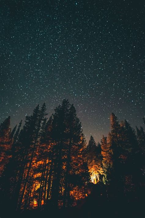 Into the woods under a sky full of stars | Naturbilder, Fantasielandschaft, Naturfotografie