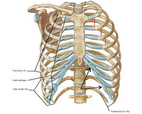 Ribs Anatomy Types Ossification Clinical Significance