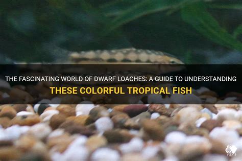 The Fascinating World Of Dwarf Loaches: A Guide To Understanding These ...