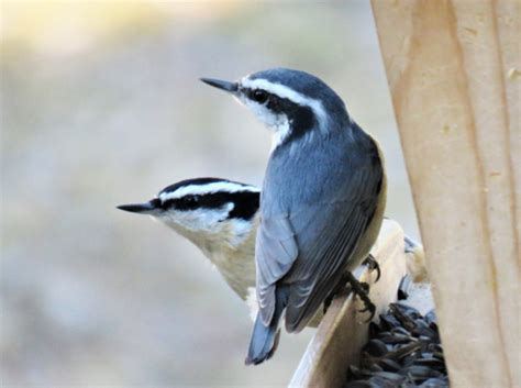 Phenological Phacts And Photos W Carl Martland February 2024