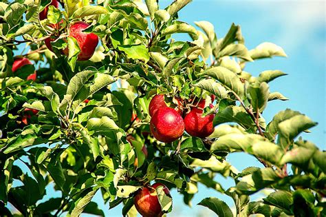 Logra manzanas más rojas de forma natural LIDA Plant Research