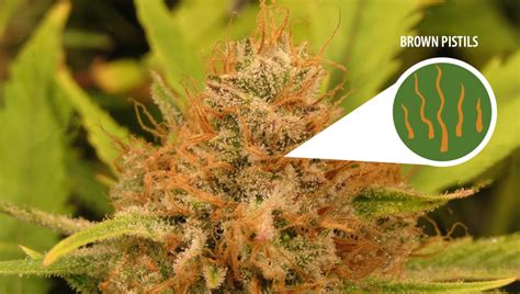 When is the Best Time to Harvest Autoflowering Cannabis? | Fast Buds