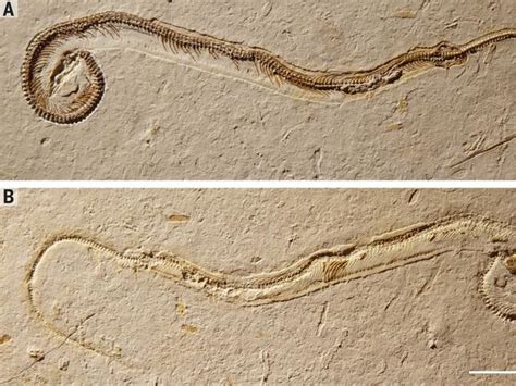 Fossil reveals snakes once had legs – and were burrowers | Herald Sun