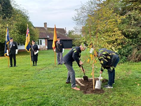 Stowmarket Town Council Rbl Centenary Tree Stowmarket Town Council