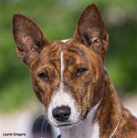 Basenji Head