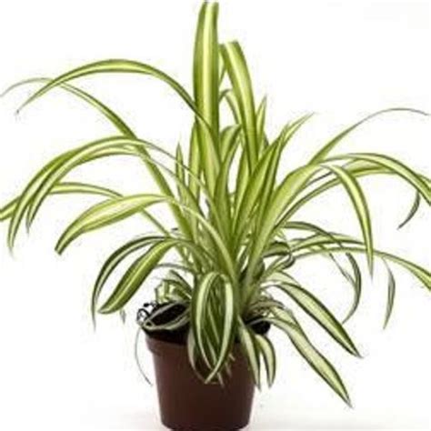 Chlorophytum Comosum Plant Wholesale FlorAccess