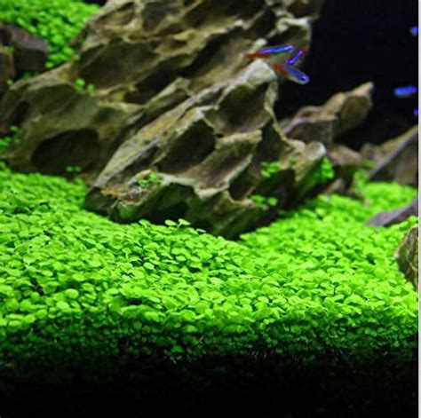 Aquarium Grass Plant Seeds 10g Water Grasses Random Aquatic Plant Grass