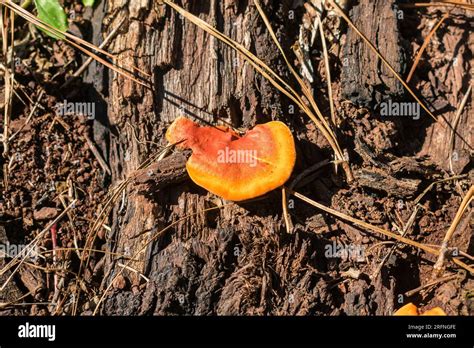 El Hongo Pycnoporus Sanguineus Crece En Madera Muerta Conocido En