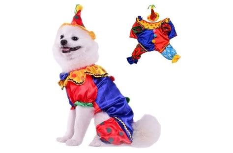 Best Cute Dog Halloween Costumes | PetGuide