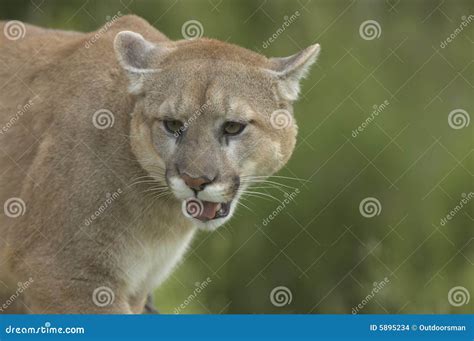 Cougar stock photo. Image of wildcat, predator, puma, hunter - 5895234