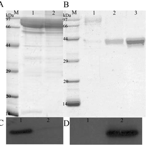 Purification And Identification Of Recombinant Fusion Proteins