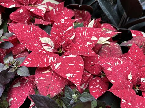 Poinsettias Flourish At Us Botanic Garden United States Botanic Garden