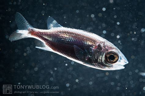 Blackwater Diving In Palau Juvenile Fish Photographs