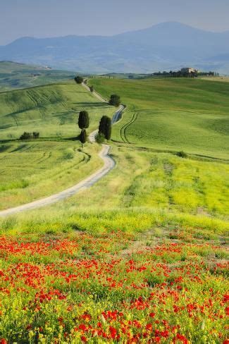 An Open Field With Red Flowers In The Foreground And A Dirt Road