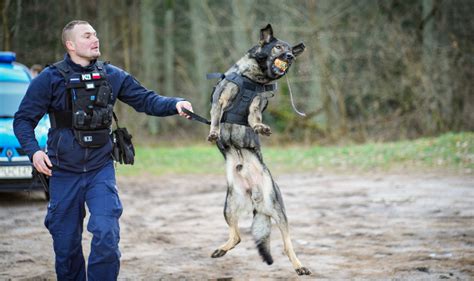 Hugo i Chmura Poznaj nowe psy wielkopolskiej policji ZDJĘCIA