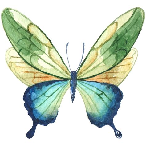 Borboleta pintada em aquarela elementos de design desenhados à mão