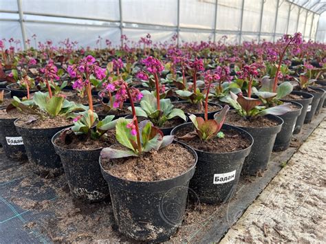 Бадан сердцелистный (Bergenia cordifolia `Shoeshine Rose`) - Бадан ...