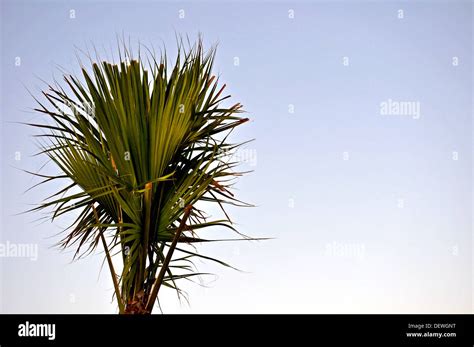 Palmetto Tree Stock Photo - Alamy