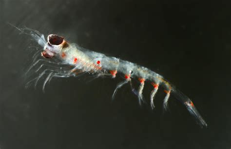 What Are Krill The Tiny Ocean Powerhouse Fueling Ecosystems And Industry